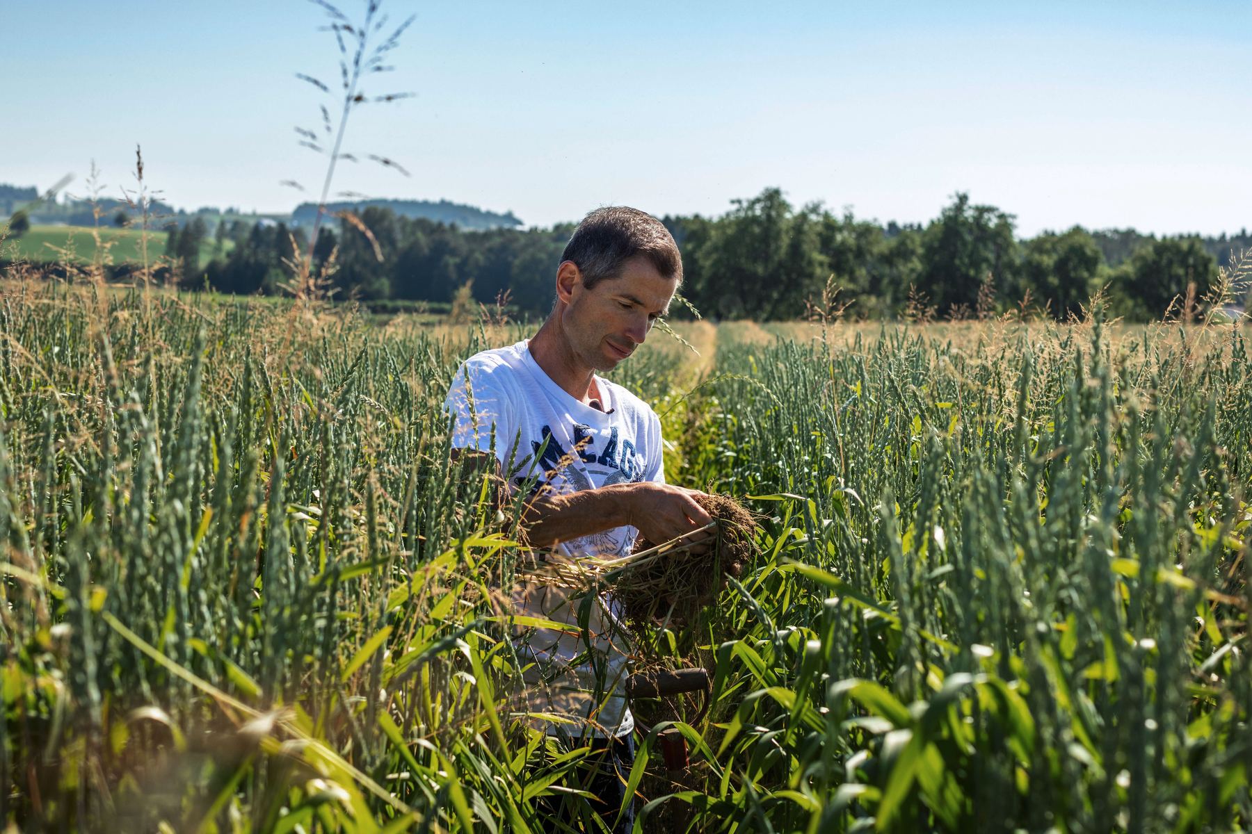 Urs auf dem Feld